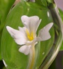 whit flower