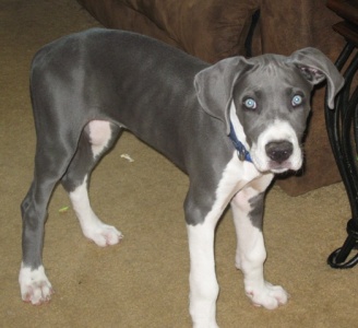 Saphira 13 wks II